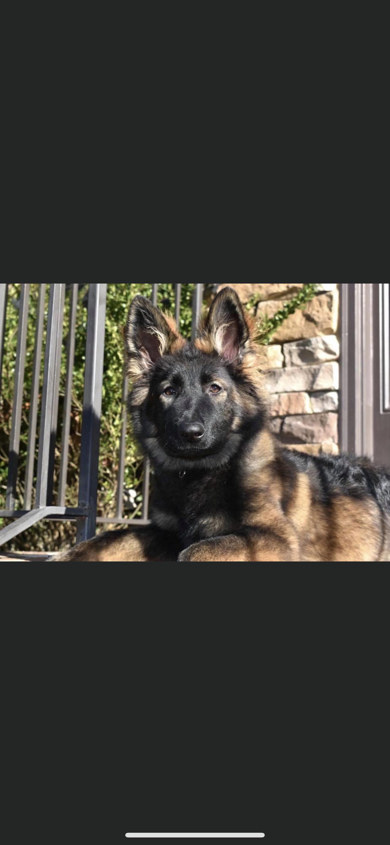 Chattanooga Tn German Shepherds in Tennessee | German Shepherd puppies ...