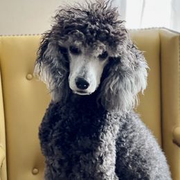 London - Poodle