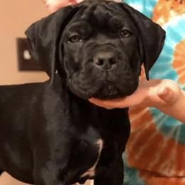 Cane Corso Puppies from Motorhead Cane Corso