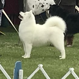 Peach - Samoyed