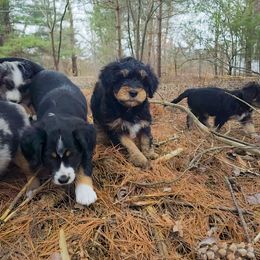 Australian Mountain Doodle, Bernedoodle, Companion Cross, and Shihpoo Puppies from Perfect Companion Puppies