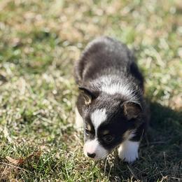 Girl 2 - female American Corgi puppy in Crossville, Tennessee from MKC Farms