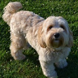 Australian Labradoodles from Mountain View Meadow Labradoodles
