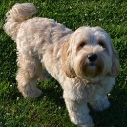 Australian Labradoodles from Mountain View Meadow Labradoodles