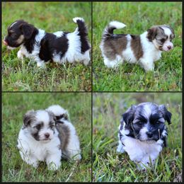 Havanese puppies from Hoppy Havanese