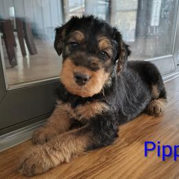 Pippin - blue collar - Black and tan male Airedale Terrier puppy in St. Cloud, Minnesota from RegalAire Kennels