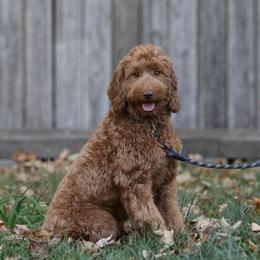 Honey - Australian Labradoodle