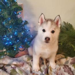 Siberian Husky Puppies from Naturez Siberians