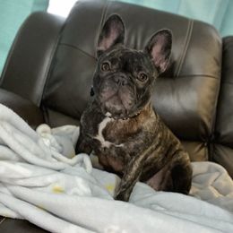 Skye - French Bulldog
