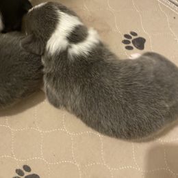 American Corgi and Pembroke Welsh Corgi Puppies from Wyndy Ridge Corgis
