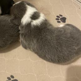 American Corgi and Pembroke Welsh Corgi Puppies from Wyndy Ridge Corgis