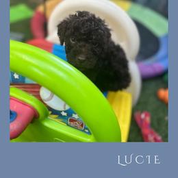 Girl 2 - Brown female Lagotto Romagnolo puppy in Salida, California from Harper's Lagotti