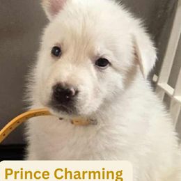 Boy 6 - male German Shepherd puppy in Tonopah, Nevada from Mercy's White Shepherds
