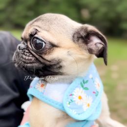 Holly - Fawn female Pug puppy in Shady Hills, Florida from Premium Pugs