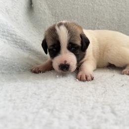 Girl 2 - Biscuit and white female Anatolian Shepherd Dog puppy in Avon Park, Florida from Sandy Pines Homestead