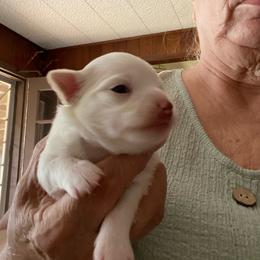 Mushroom - White male Chihuahua puppy in Red Bluff, California from Aye Chihuahua