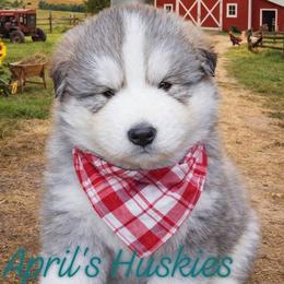 Boy 3 - male Siberian Husky puppy in Terre Haute, Indiana from April's Huskies