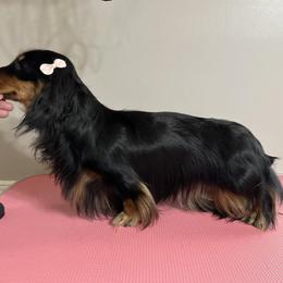 Charlotte - Dachshund