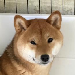 Naboo - Shiba Inu