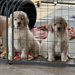 Golden Retriever Puppies from Classical Goldens