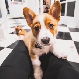 Pembroke Welsh Corgi Puppies from Rose Water Corgis