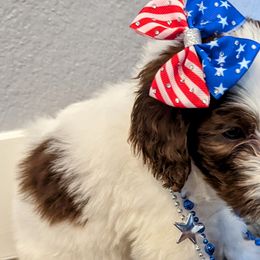Amber - Brown and white Sheepadoodle puppy in Cleburne, Texas from DoodlesOjoy