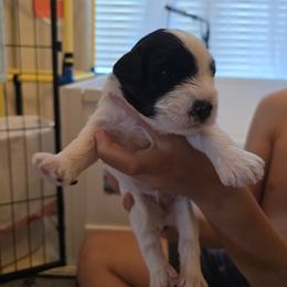 Lily - Parti female Miniature Schnauzer puppy in Winter Haven, Florida from The Blue Eyed Schnauzer