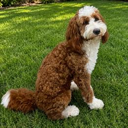 Penny - Bernedoodle