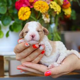 Sun-kissed - Blenheim female Cavapoo puppy in Salado, Texas from Red Ranch Dogs