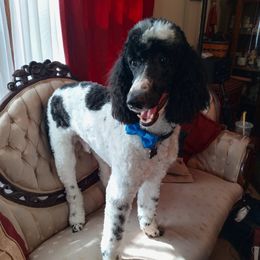 Pierce - Poodle