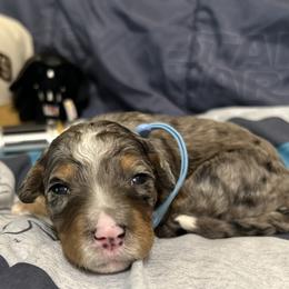 Bernedoodle Puppies from Elite Bernedoodle Besties LLC