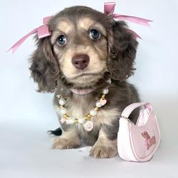 Kelly - Dachshund