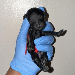Red collar girl - Black female Poodle puppy in Valdosta, Georgia from Posh Poodles
