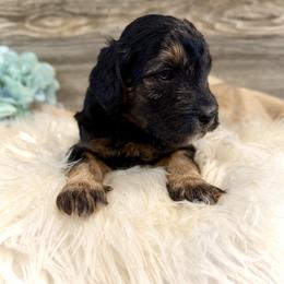 Bernedoodle and Whoodle Puppies from Genesis Family Farm