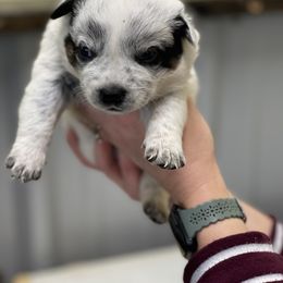 Boy 3 - Australian Cattle Dog puppy in Osceola, Iowa from 4C Cattle Dogs