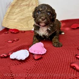 Honeymaren - Brown and white female Bernedoodle puppy in Owasso, Oklahoma from Kallams Bernedoodles & Bernese Mountain Dogs
