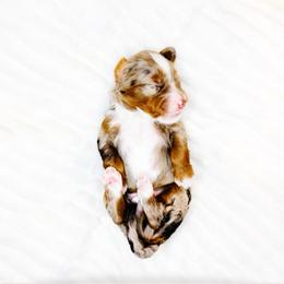 Trust - Chocolate merle male Bernedoodle puppy in Mahomet, Illinois from Jordan Family Doodles