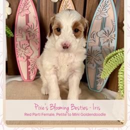 Iris - Parti female Goldendoodle puppy in Waterford, Michigan from Oh My Doodness!