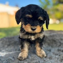 Monty (Montana) Blue - Phantom male Goldendoodle puppy in Twin Falls, Idaho from Magic Valley Family Doodles
