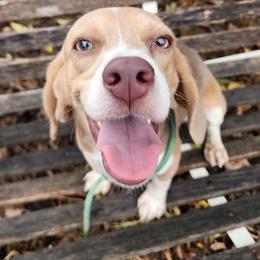 Opie - Tan and white male Beagle puppy in Bois D Arc, Missouri from Country Home Pets and Farm