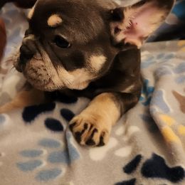 Boston Terrier and French Bulldog Puppies from Blue Skies Frenchies Florida
