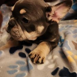 Boston Terrier and French Bulldog Puppies from Blue Skies Frenchies Florida
