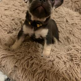 Yellow - Tricolors female French Bulldog puppy in Long Beach, California from Royal velvet frenchies