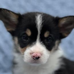 American Corgis, Cardigan Welsh Corgis, and Pembroke Welsh Corgis from Foxy Knoll Farm