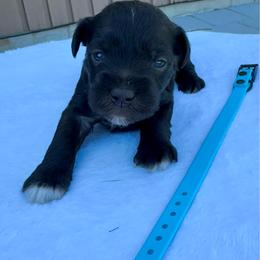 Boy 2 - Liver male Miniature Schnauzer puppy in Golden Ridge, Montana from Miniature Schnauzers