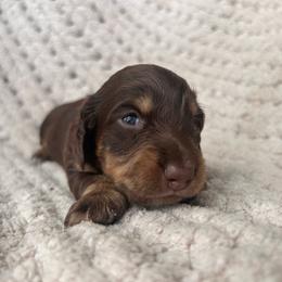 Chocolate And Tan Female - Chocolate and tan female Dachshund puppy in Blackstone, Virginia from Cheyenne's Dachshunds