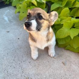 Mack-Female 1 - Sable female Pembroke Welsh Corgi puppy in Cooper, Texas from S7 Corgis and Chaos