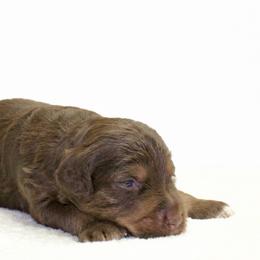 Mort - Red phantom male Aussiedoodle puppy in Decatur, Illinois from Signature Doodles