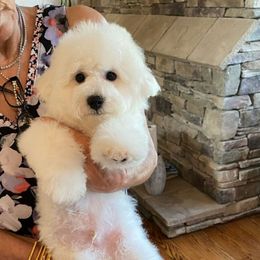 Jolly - Bichon Frise
