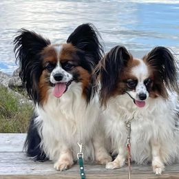 Papillons from Jeannie's Papillons